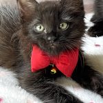 熾き（おき）くん