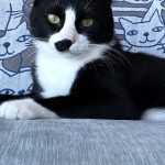 レオンくん