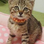 トッポくん