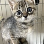 ニケちゃん