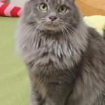 ニーナちゃん