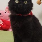 ヌアちゃん
