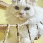 くるりんちゃん