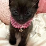 凛（りん）ちゃん