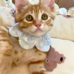ムギくん