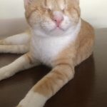 チャコくん