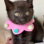 あんこちゃん