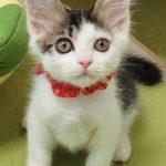 いろはちゃん