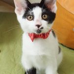 若葉ちゃん