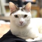 チャッピーくん