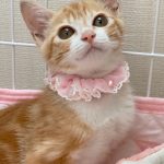 カブちゃん