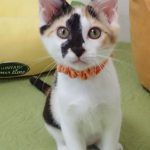 きいたんちゃん