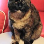 はるちゃん