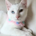 おもちちゃん