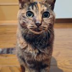 ひまわりちゃん