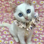 碧（あおい）くん