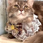 あかりちゃん