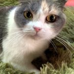 愛ちゃん