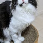 チャッキーくん