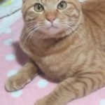 ロビンくん