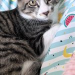 【不参加】太陽くん