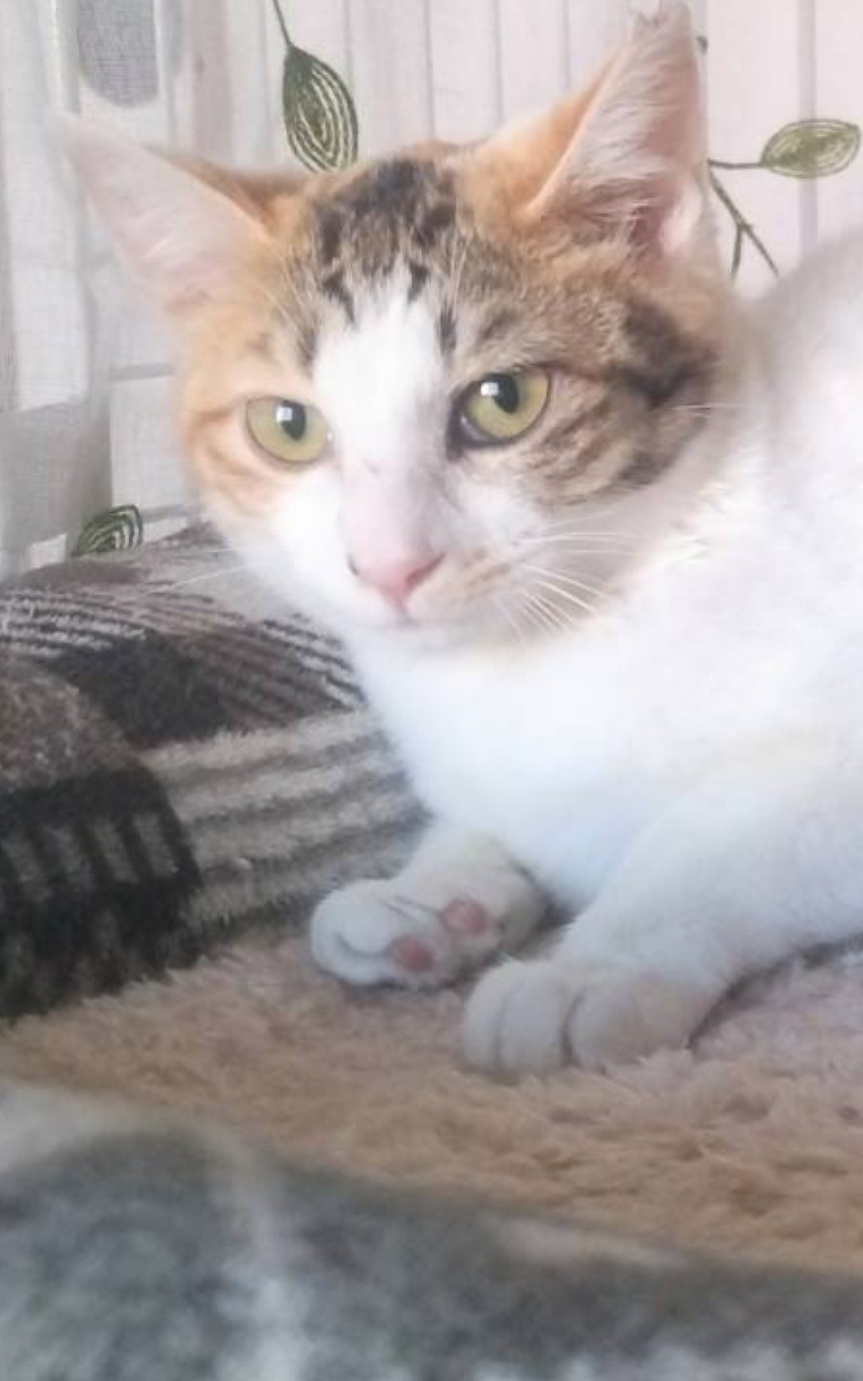 ひめちゃん