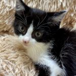 テンテンちゃん