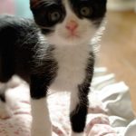 おわんくん
