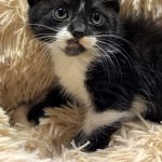 シンシンちゃん