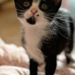 おちゃわんちゃん