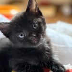 ねねちゃん
