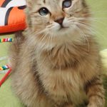 わかめちゃん