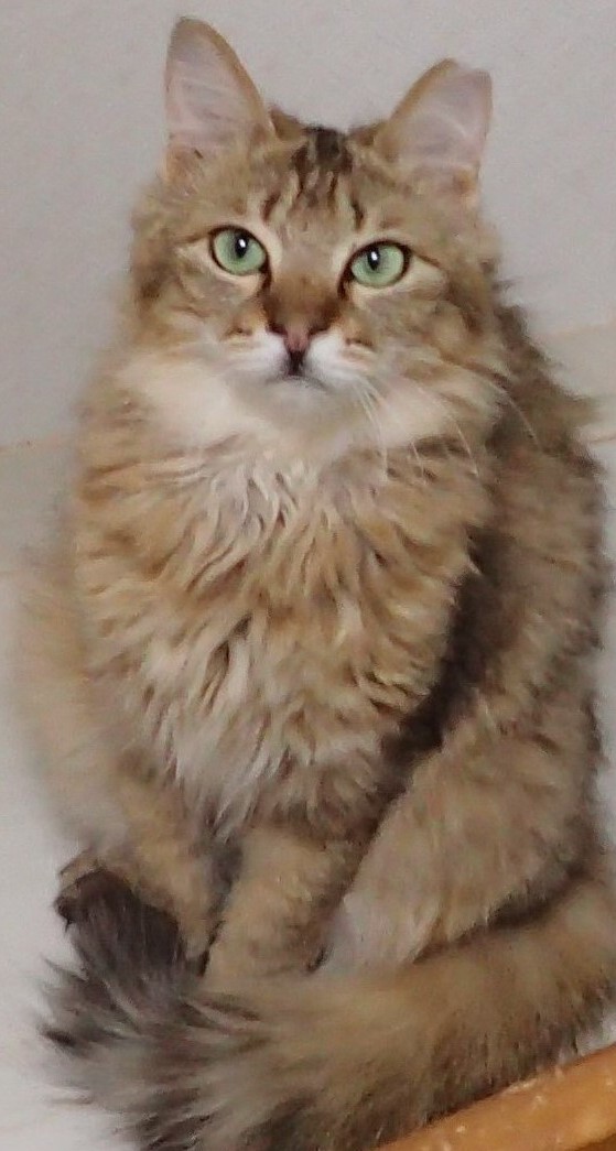わかもちゃん