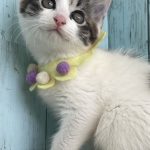 キムチちゃん