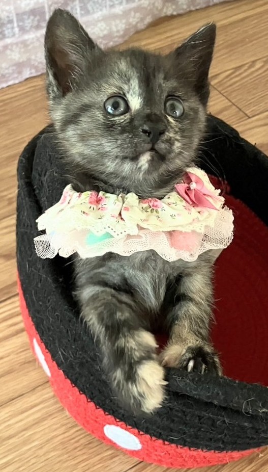 楓ちゃん