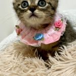 ビットちゃん