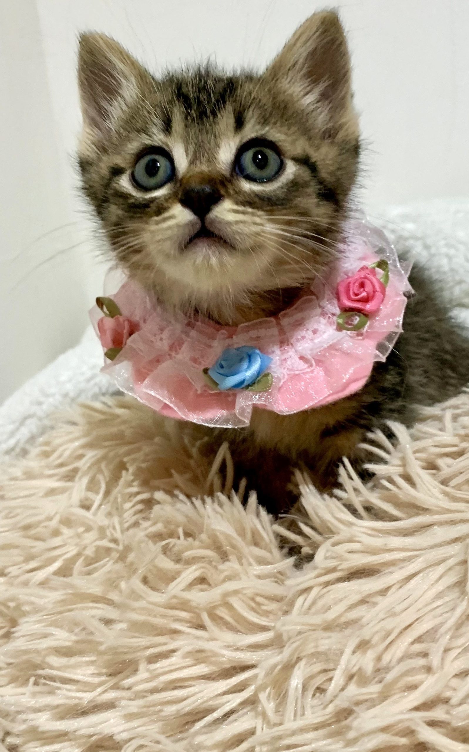 ビットちゃん