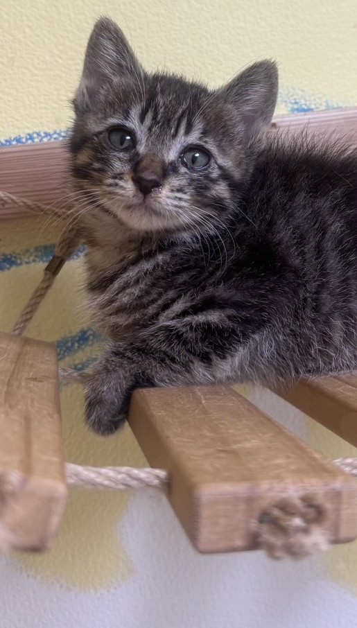 こいちゃん