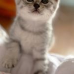ジャスミンちゃん