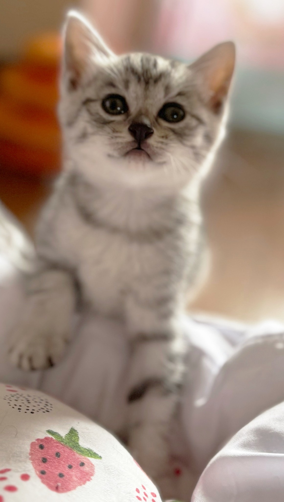 ジャスミンちゃん