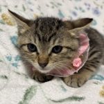 メロンちゃん