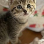 ブーケちゃん