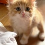 ジンジャーくん