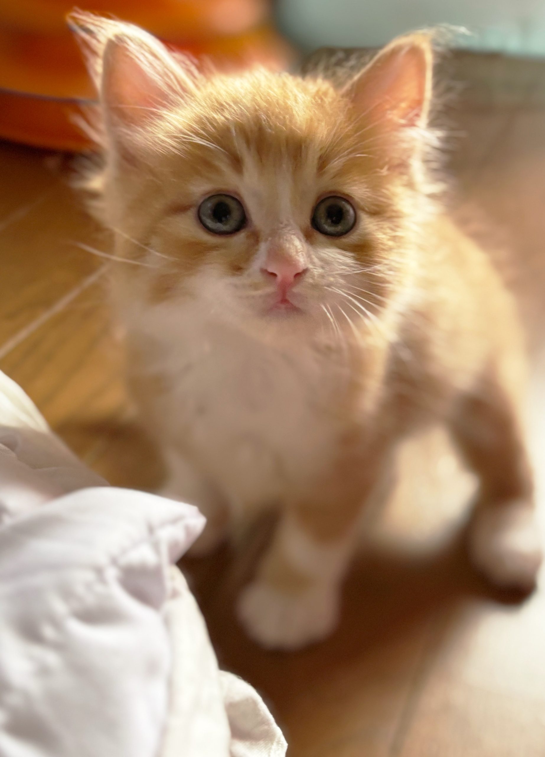 ジンジャーくん