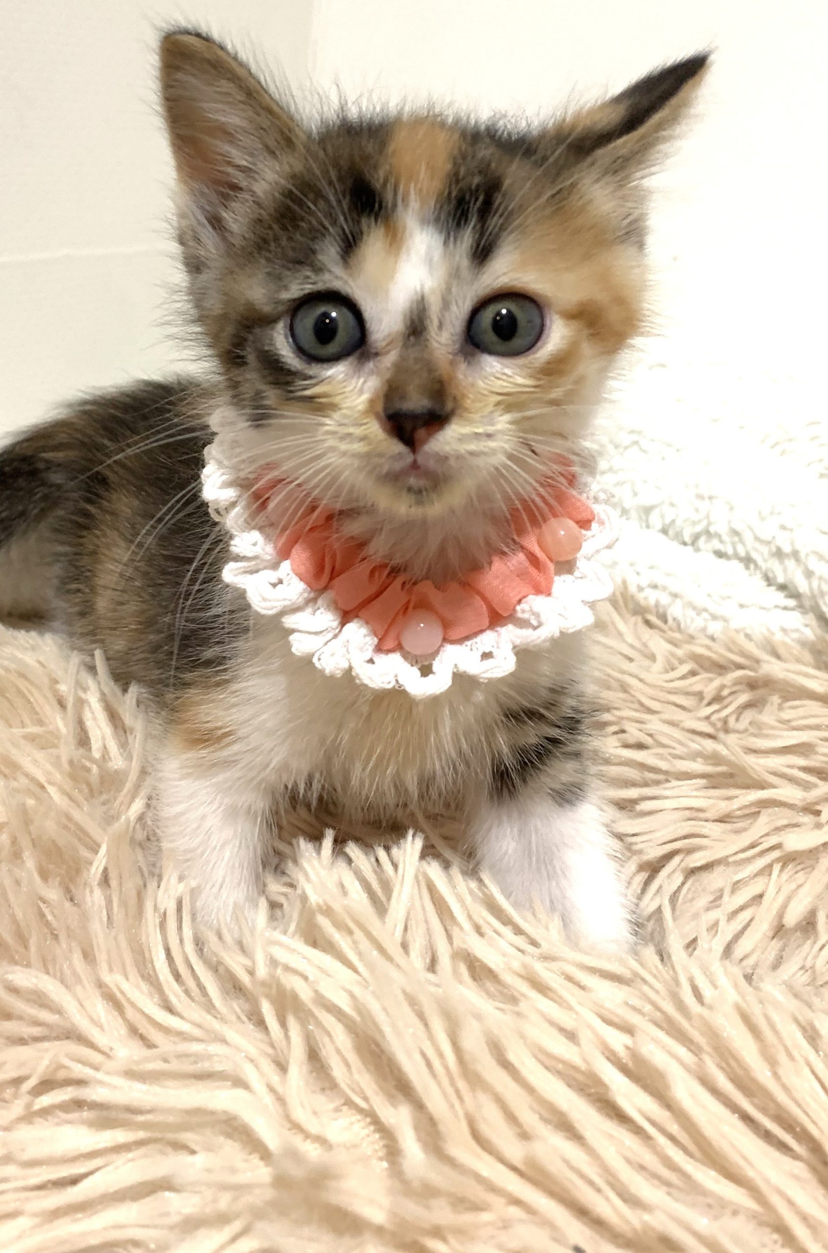 ぽっくるちゃん