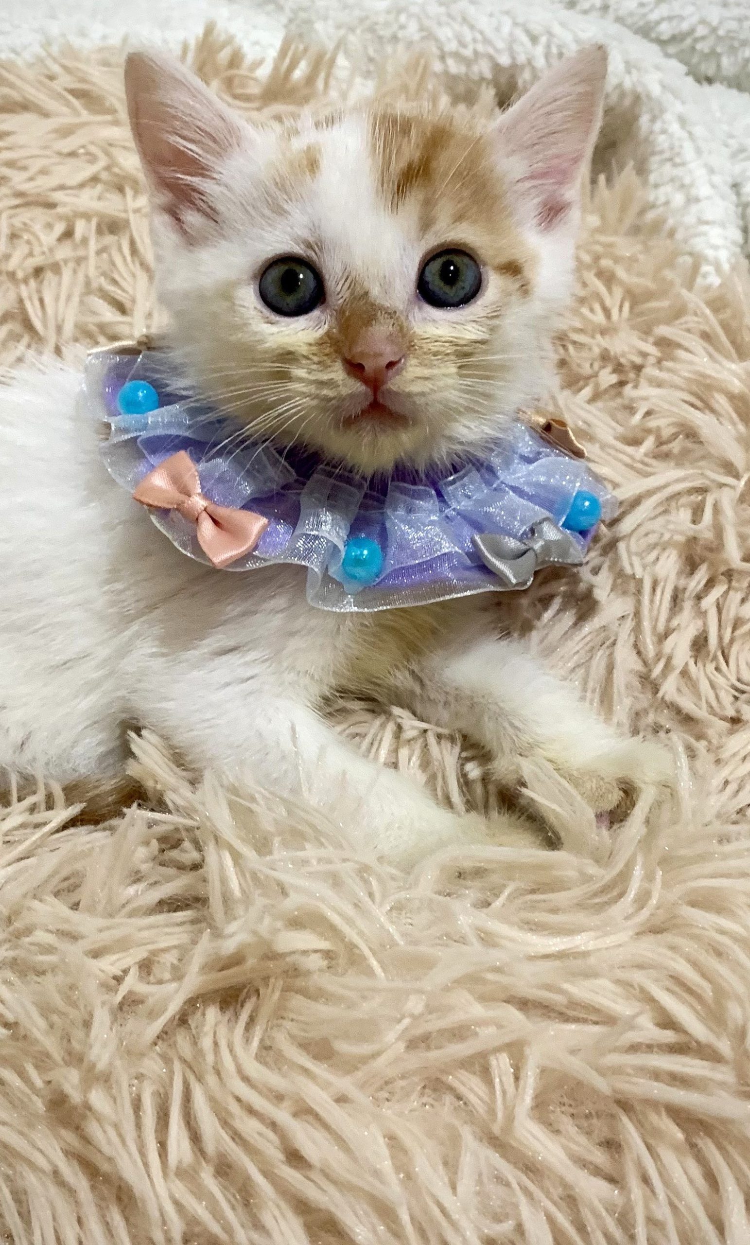 でんぷんくん