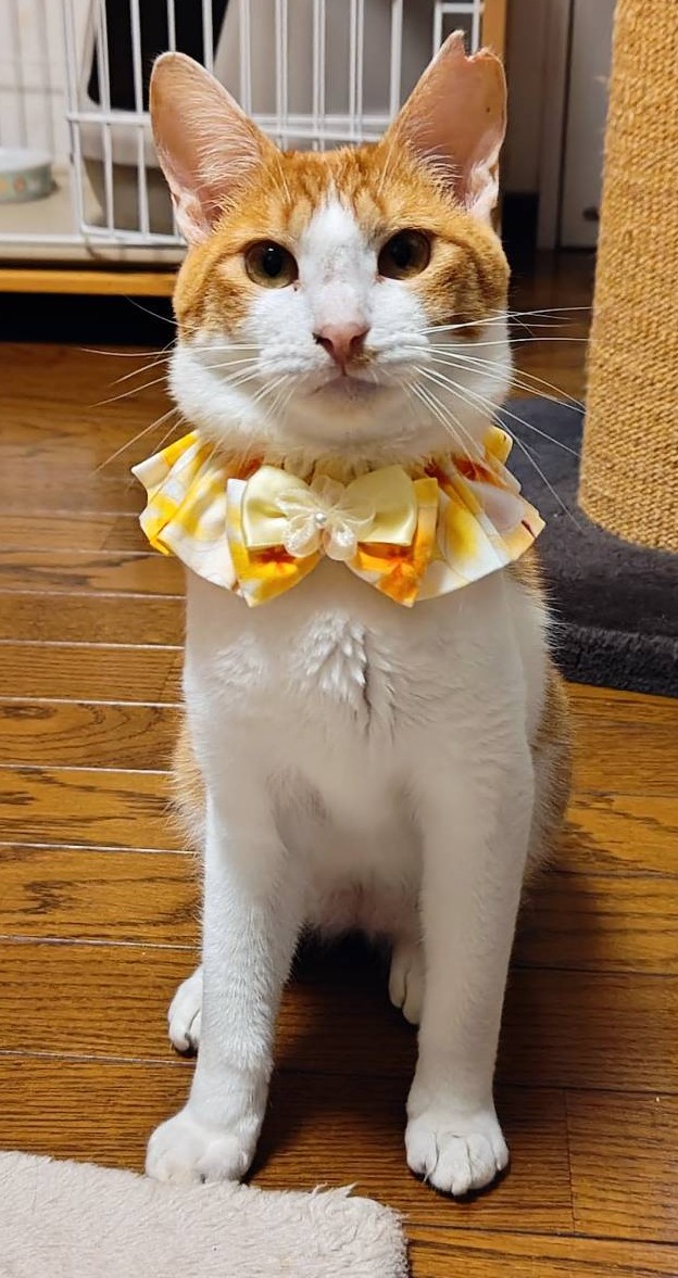 あさひくん