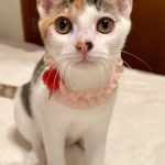 みけこちゃん