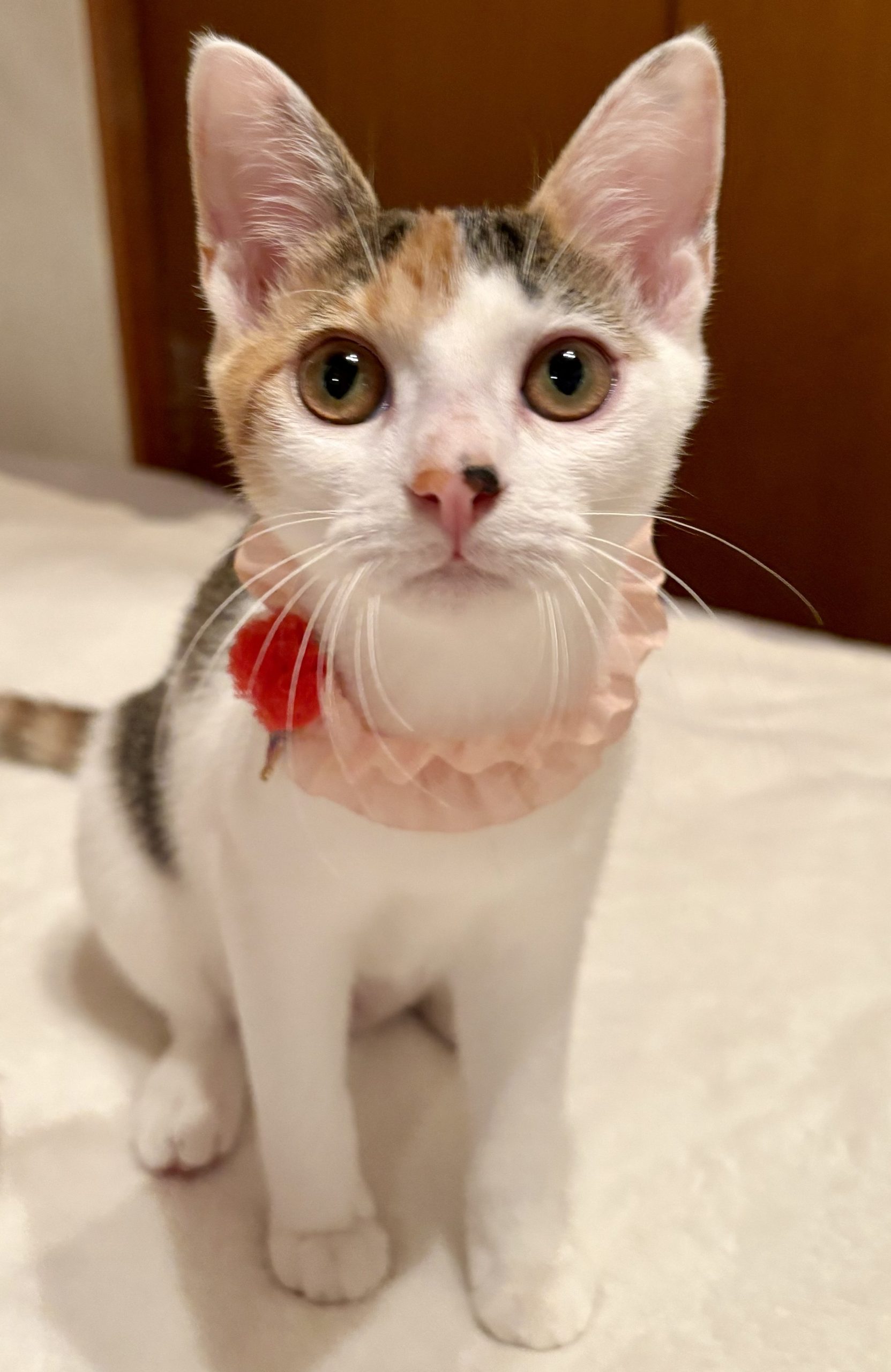 みけこちゃん