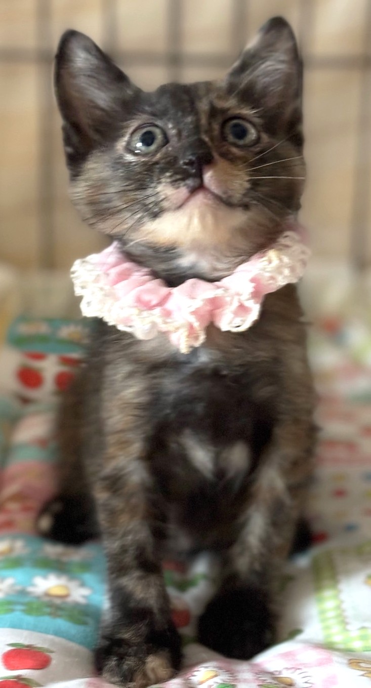 チョコちゃん